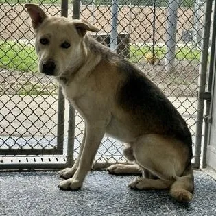 An adult medium-sized male Black German Shepherd Dog dog named Captain for adoption in Converse, TX