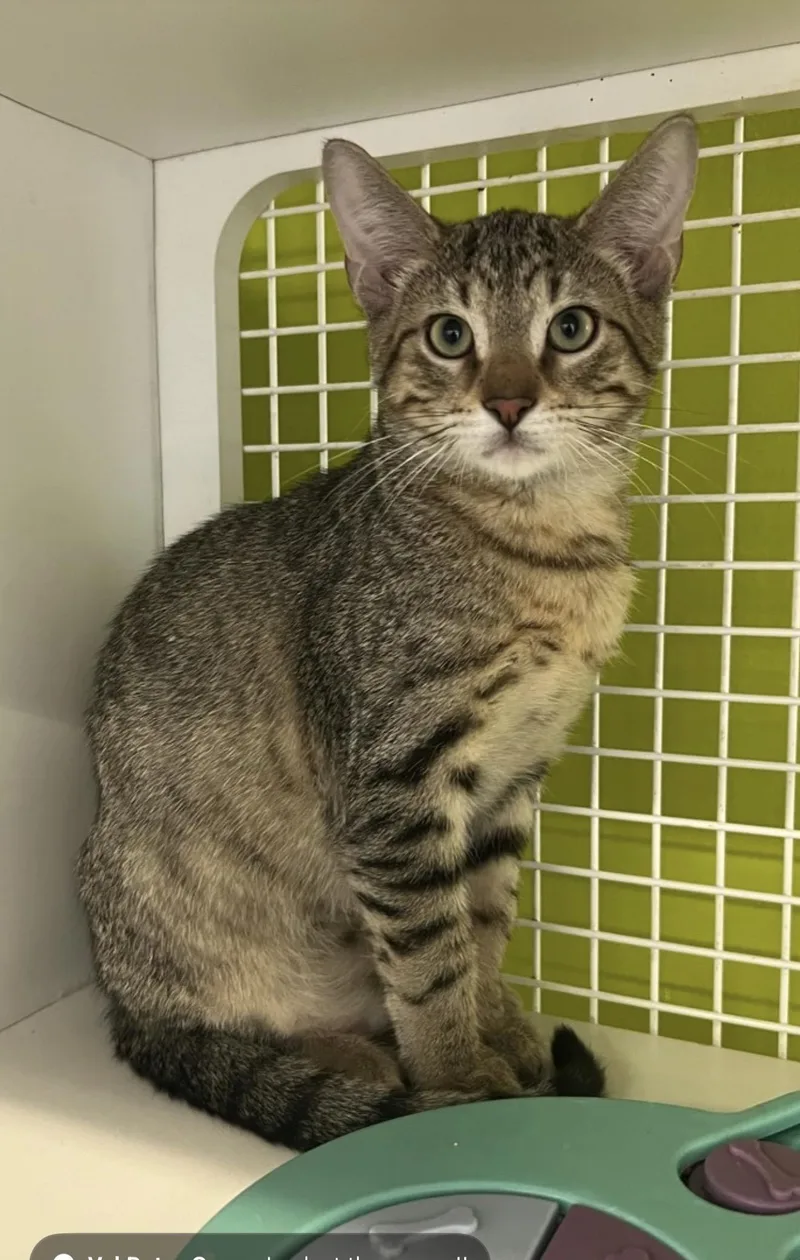 A baby small-sized male Domestic Short Hair cat named Rocket for adoption in Lockport, IL