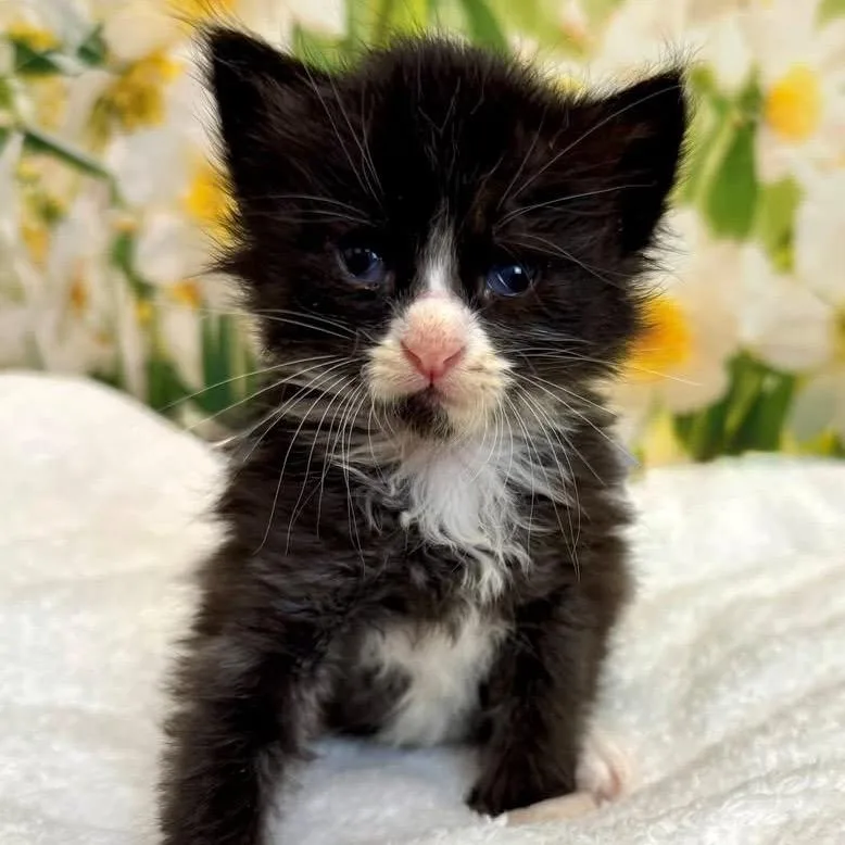A baby small-sized male Black Domestic Short Hair cat named Gong KS for adoption in Denver, CO