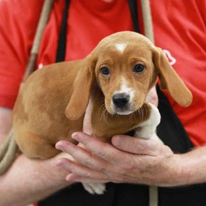 A baby small-sized female Red / Chestnut / Orange Hound dog named Takis for adoption in Atlanta, GA
