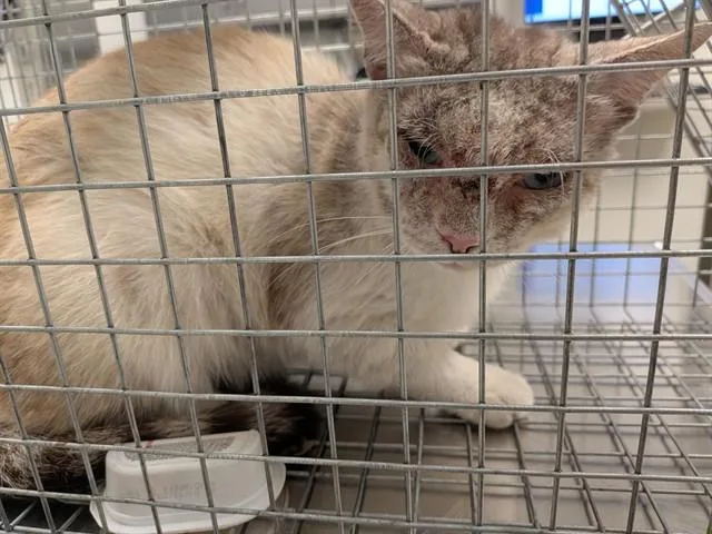 An adult small-sized male Domestic Short Hair cat named Buffy for adoption in Ontario, CA