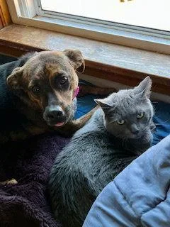 A young large-sized female Rottweiler dog named Kemba for adoption in Hillsboro, NH