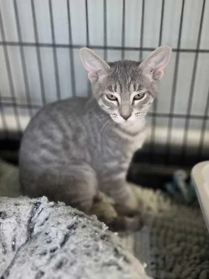 A young small-sized female Domestic Short Hair cat named Carolina for adoption in Baton Rouge, LA