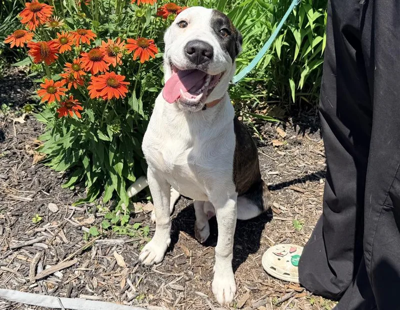 A young medium-sized male Black Pit Bull Terrier dog named Spike for adoption in Columbus, IN
