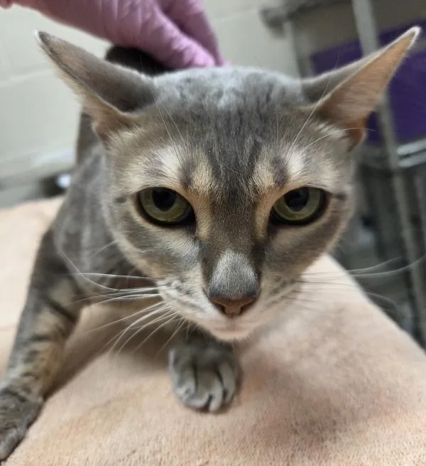 A senior medium-sized female Bengal cat named Betty for adoption in El Cajon, CA