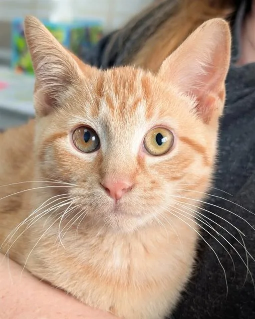 A baby small-sized female Domestic Short Hair cat named Hannah for adoption in Canfield, OH