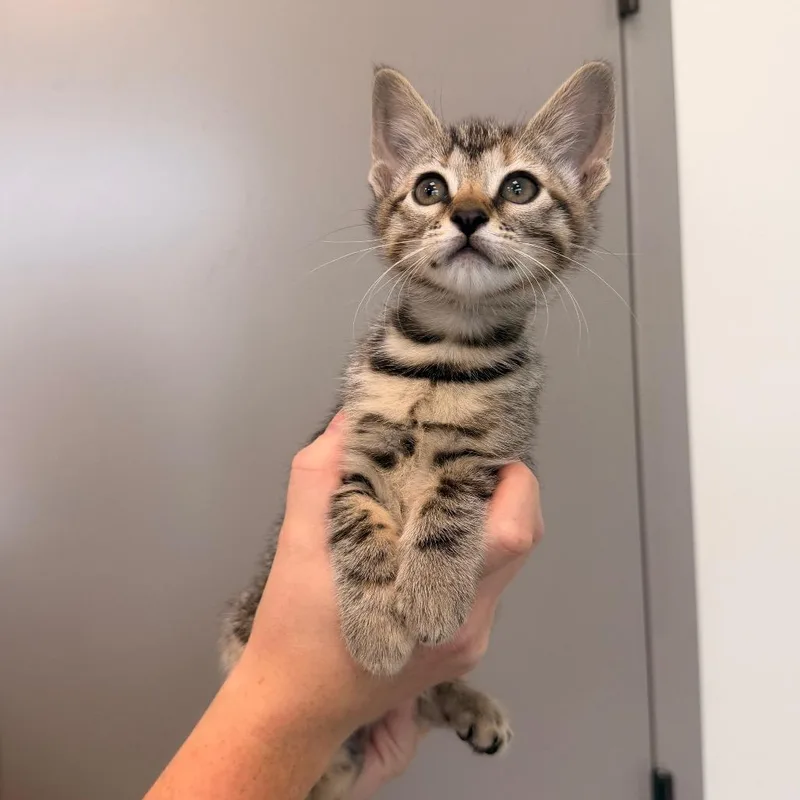 A baby small-sized female Brown / Chocolate Domestic Short Hair cat named Parrot Litter for adoption in Sand Springs, OK
