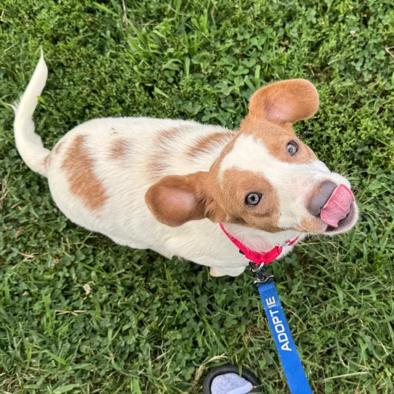 A young medium-sized male White / Cream Mixed Breed dog named Litigation for adoption in Fredericksburg, VA