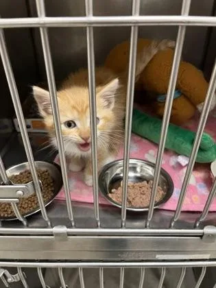 A baby small-sized male Domestic Short Hair cat named Firebird for adoption in Fishers, IN