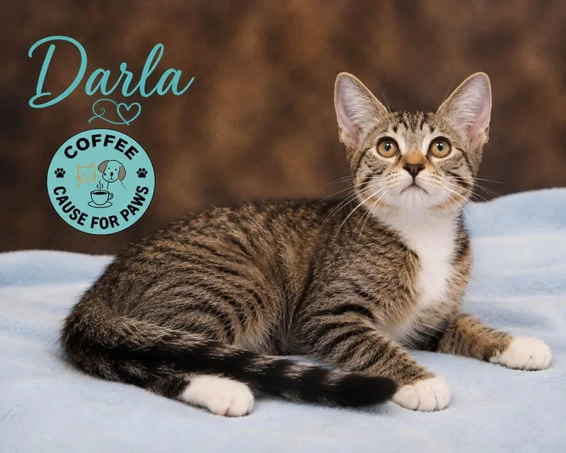 Darla thumbnail 2