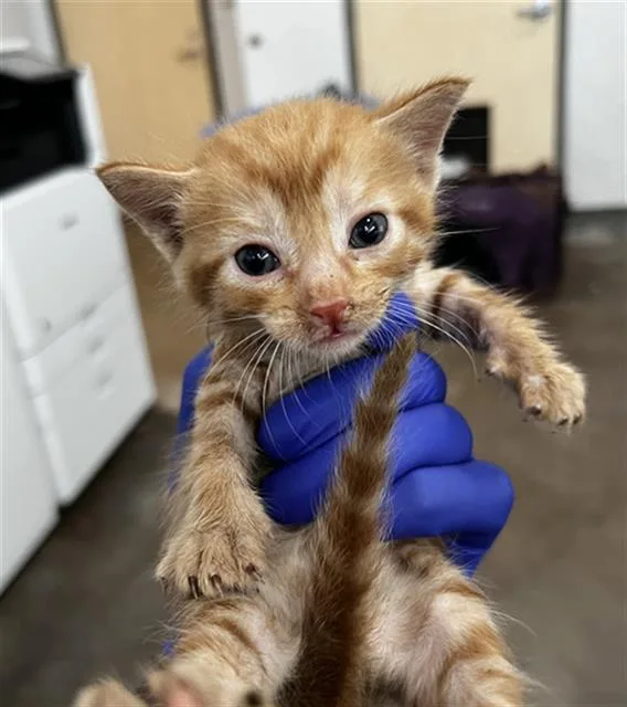 A baby medium-sized male Domestic Medium Hair cat named Milo for adoption in Dallas, TX
