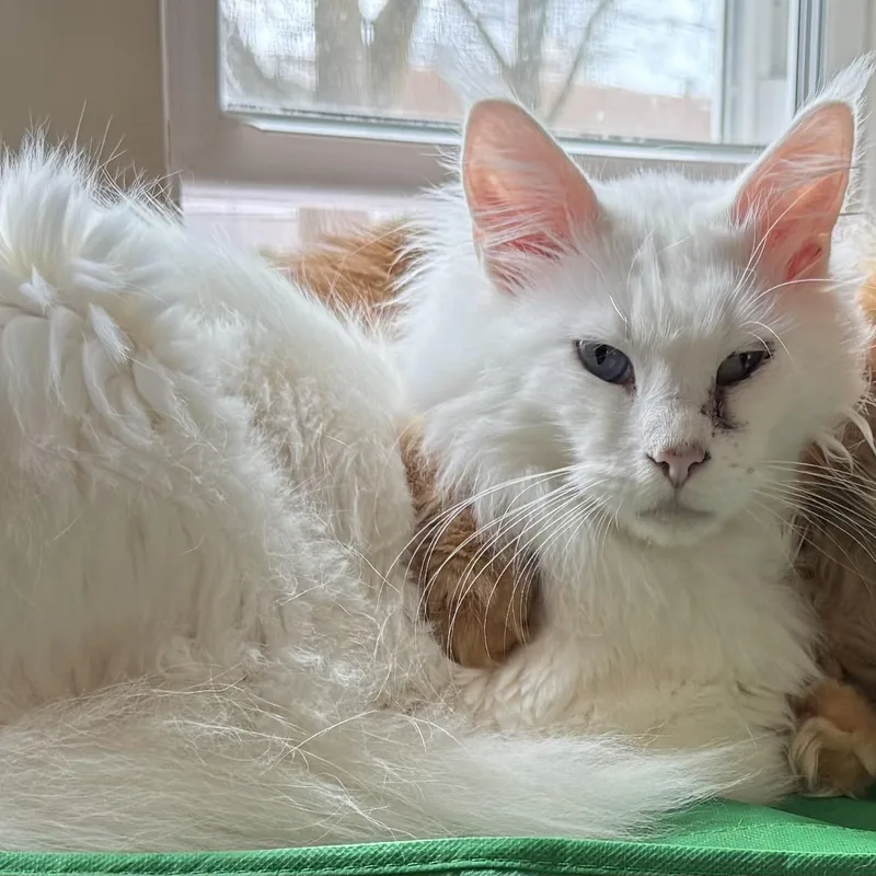 An adult large-sized male White Maine Coon cat named Lucky for adoption in Stoughton, WI