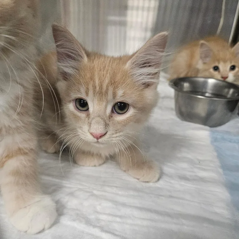 A baby small-sized male Domestic Long Hair cat named Very Berry for adoption in Greensboro, NC