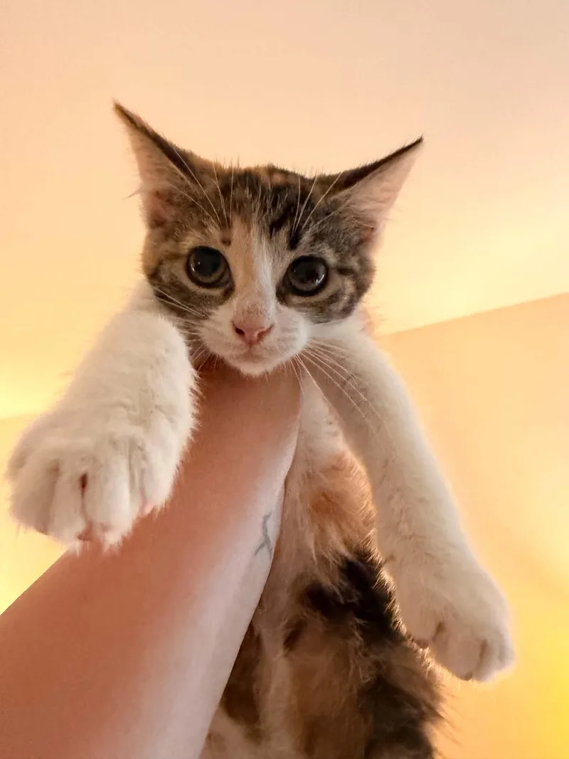 A baby medium-sized female Domestic Short Hair cat named Hail for adoption in Holbrook, NY