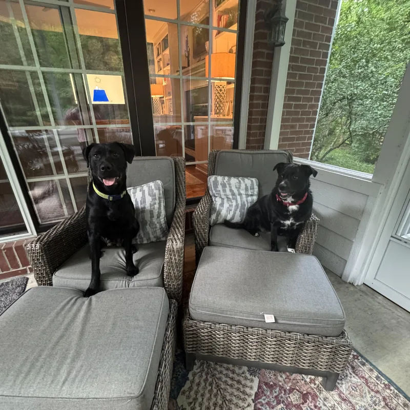 A young large-sized female Black Labrador Retriever dog named Violet for adoption in Indianapolis, IN