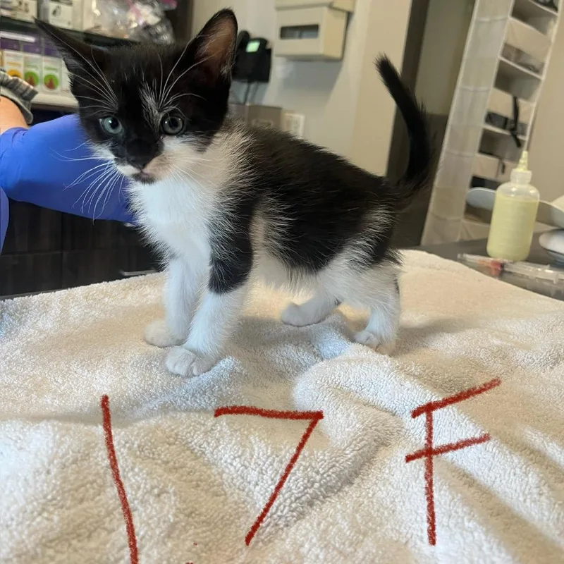 A baby small-sized female Black Domestic Short Hair cat named Neptune for adoption in Hinsdale, IL