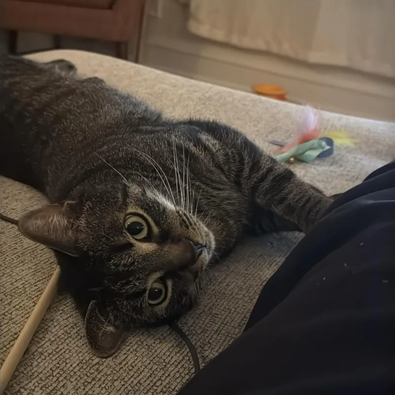 An adult large-sized male Brown / Chocolate Domestic Short Hair cat named Jacque for adoption in Evanston, IL