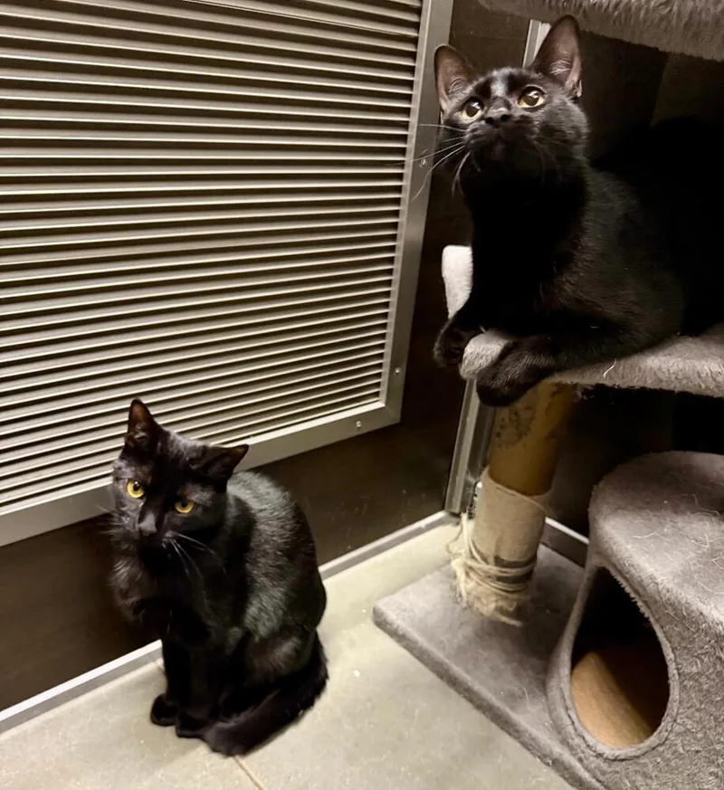 A young medium-sized female Black Domestic Short Hair cat named Ella And Cinder for adoption in Breinigsville, PA