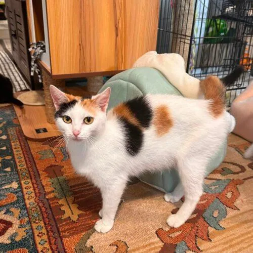 A baby small-sized female Calico cat named Vienna for adoption in Canal Winchester, OH