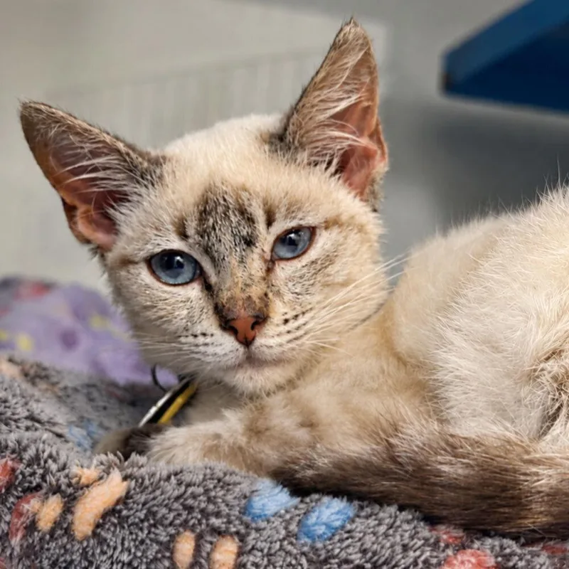A baby small-sized male Domestic Short Hair cat named Lumen for adoption in Port Washington, NY