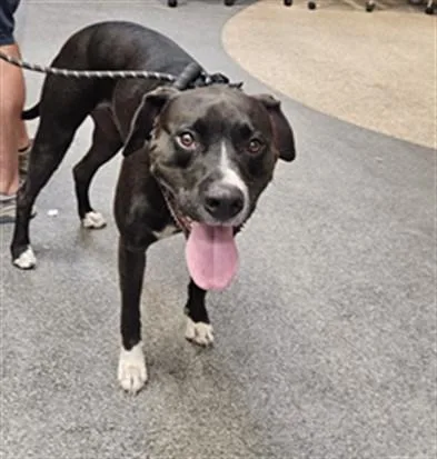 An adult medium-sized male Pit Bull Terrier dog named Rambutan for adoption in Los Angeles, CA