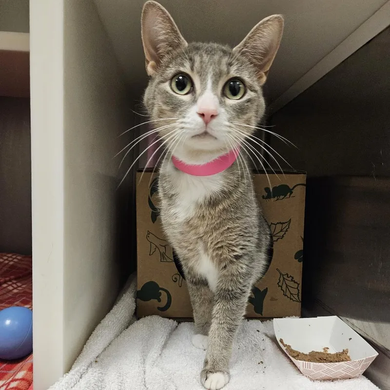 An adult medium-sized female Domestic Short Hair cat named Sheba for adoption in Fairport, NY