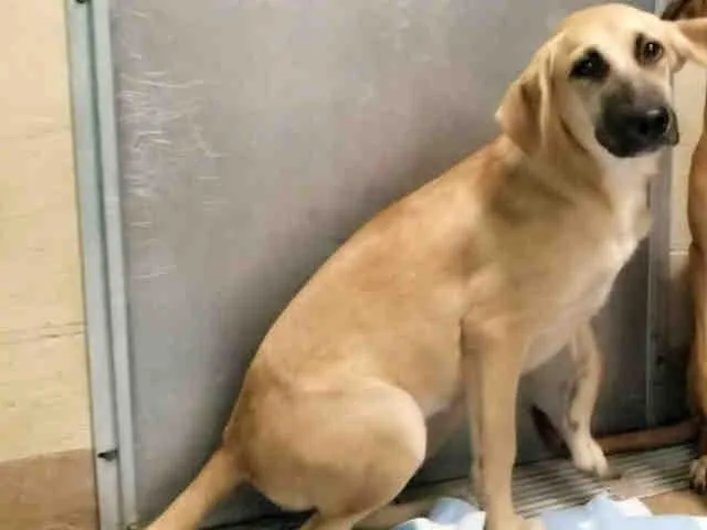 An adult medium-sized female German Shepherd Dog dog named Dixie for adoption in Texas City, TX