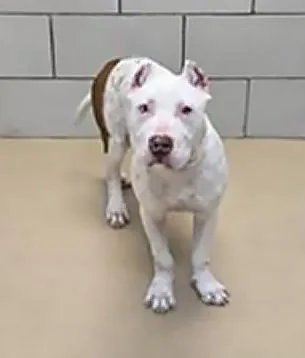 A young medium-sized male Mixed Breed dog named Ghost for adoption in Nashville, TN