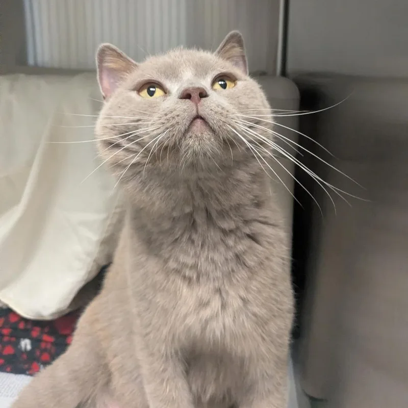 An adult large-sized female Lilac Point Domestic Short Hair cat named Mia for adoption in Hendersonville, NC