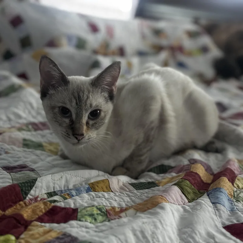 A young medium-sized female Siamese cat named Zangchi  Shy but for adoption in Fountain Valley, CA