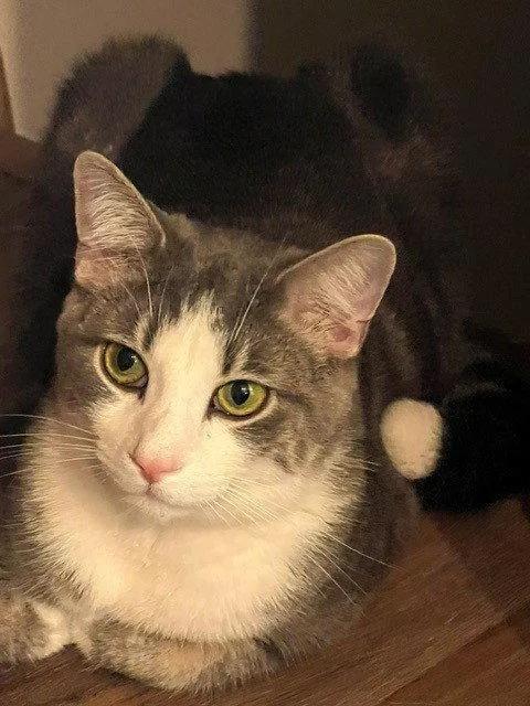 A young medium-sized male Gray & White Domestic Medium Hair cat named Lucky for adoption in Harrisburg, PA