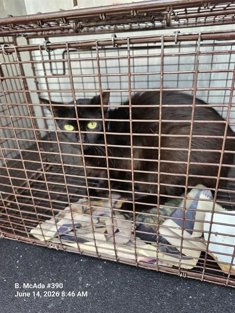 A young small-sized female Domestic Short Hair cat named Eloise for adoption in San Antonio, TX
