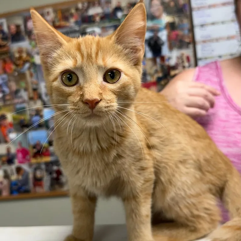 A baby small-sized male Orange / Red Domestic Short Hair cat named C Pencil for adoption in Franklin, PA