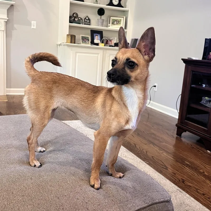 Nala