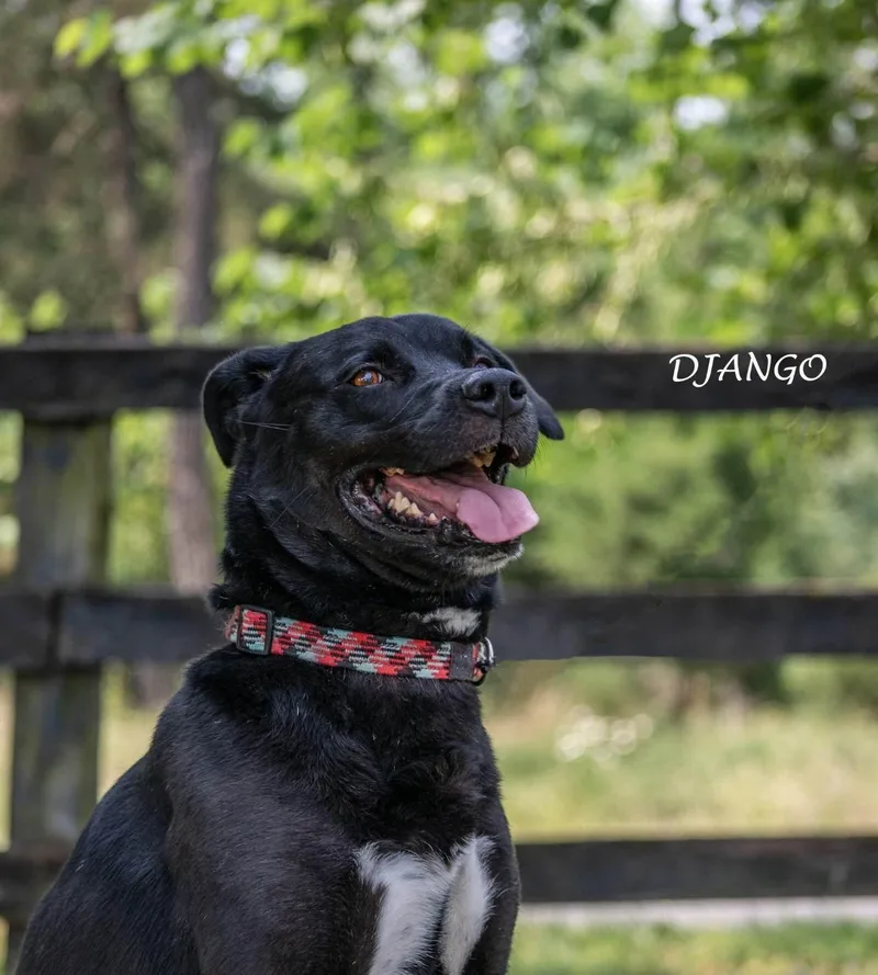 An adult large-sized male Labrador Retriever dog named Django for adoption in New York, NY