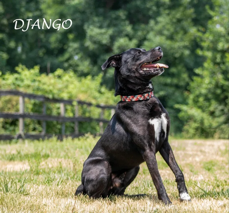 Django thumbnail 4