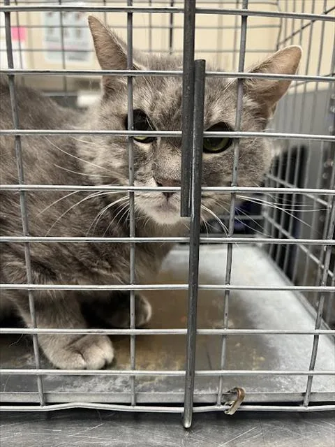 An adult large-sized female Domestic Short Hair cat named Miss Gray for adoption in Las Vegas, NV