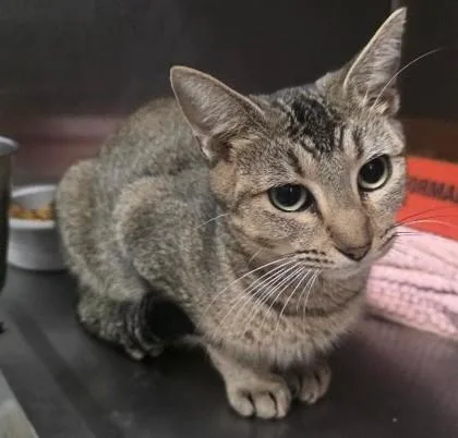 An adult medium-sized female Domestic Short Hair cat named Momma for adoption in Clinton, MO