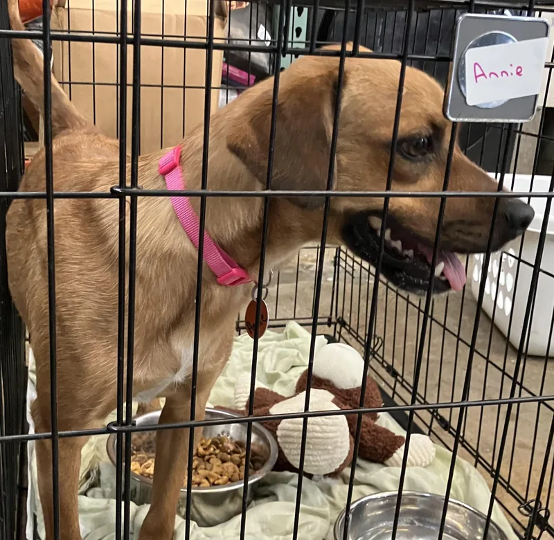 A young medium-sized female Yellow / Tan / Blond / Fawn Mixed Breed dog named Annie for adoption in Parma, OH