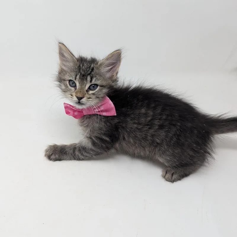 Shiitake thumbnail 2