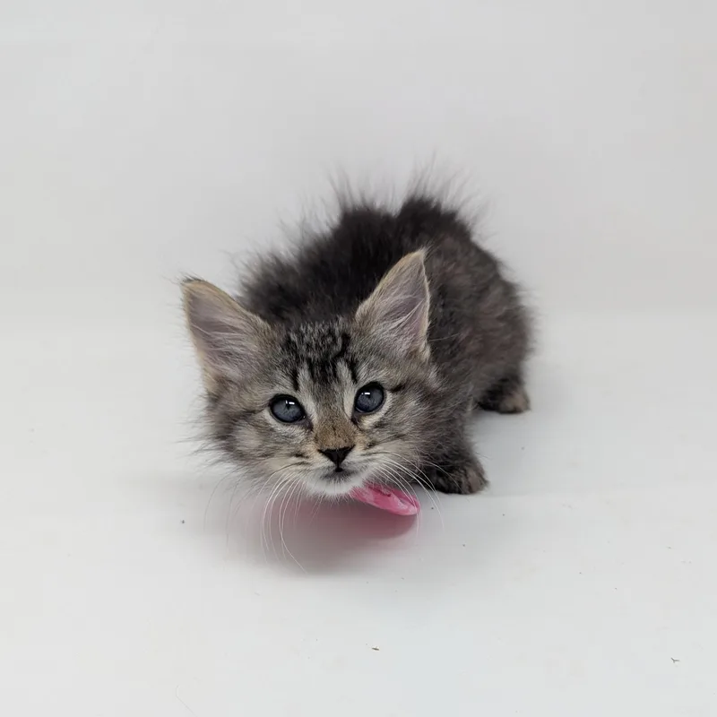 Shiitake thumbnail 3