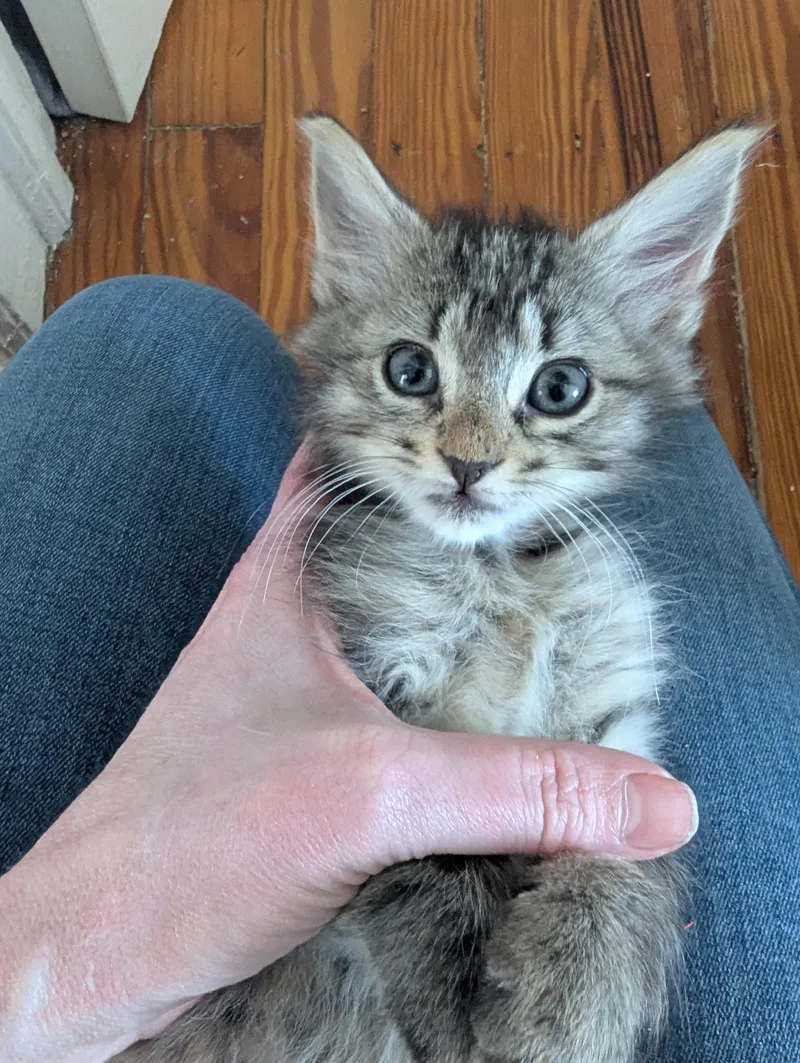 Shiitake thumbnail 4