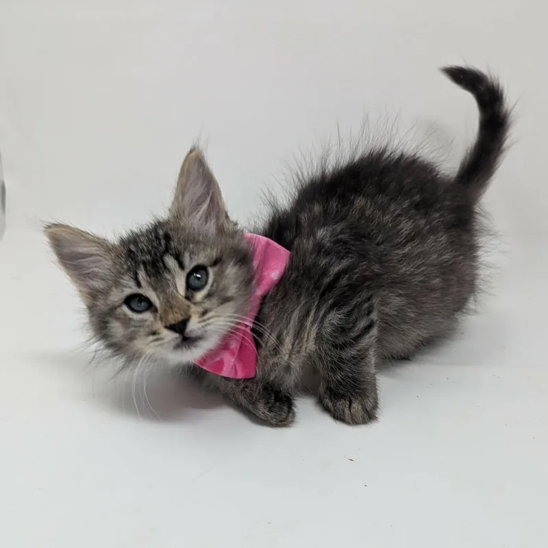 A baby medium-sized female Tabby (Brown / Chocolate) Domestic Long Hair cat named Shiitake for adoption in Haddon Heights, NJ