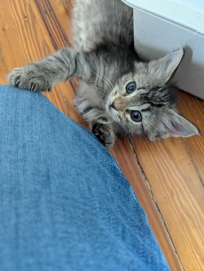 Shiitake thumbnail 5