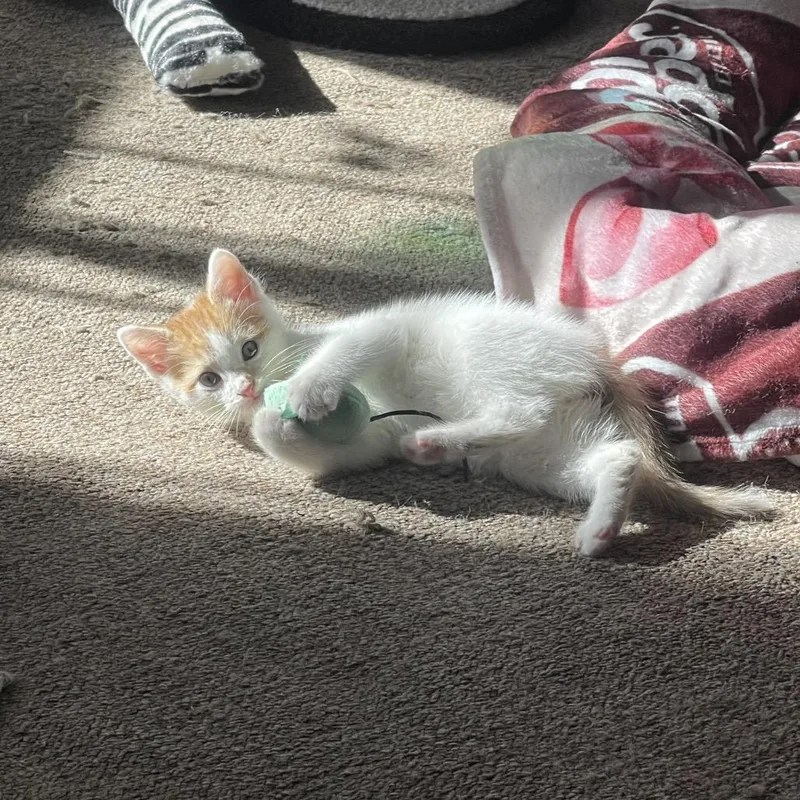 A baby small-sized male Orange / Red Domestic Short Hair cat named George for adoption in Matteson, IL