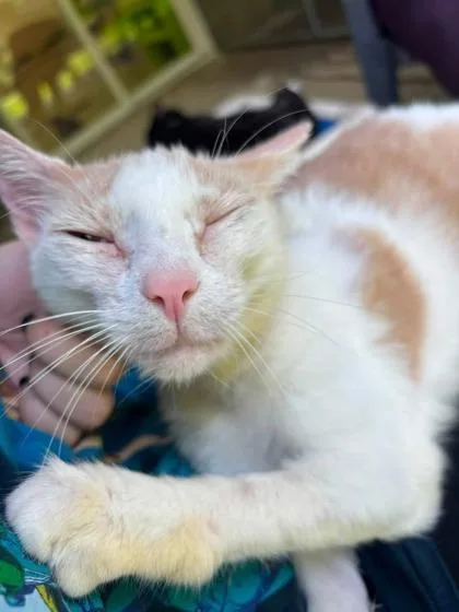 An adult medium-sized female Domestic Short Hair cat named Ollie for adoption in Batavia, OH