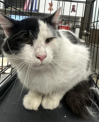 An adult medium-sized male Domestic Medium Hair cat named Diglett for adoption in Palm Coast, FL
