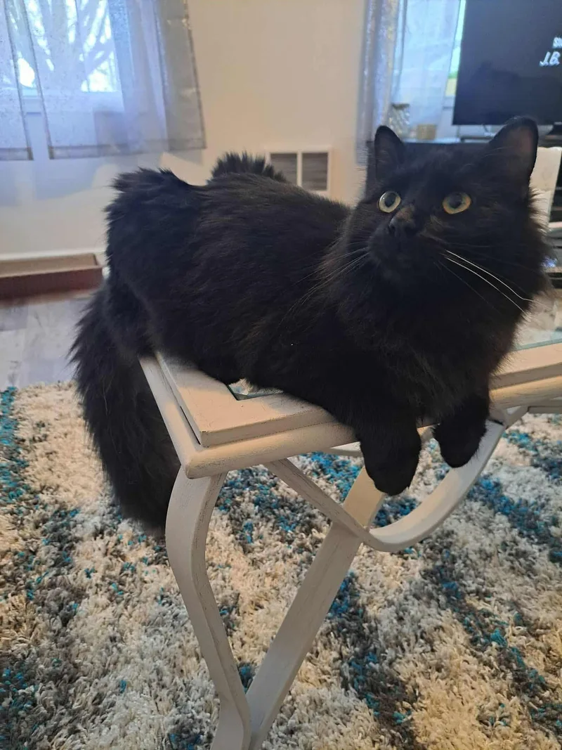 A young small-sized male Black Domestic Medium Hair cat named Cooper for adoption in PIQUA, OH