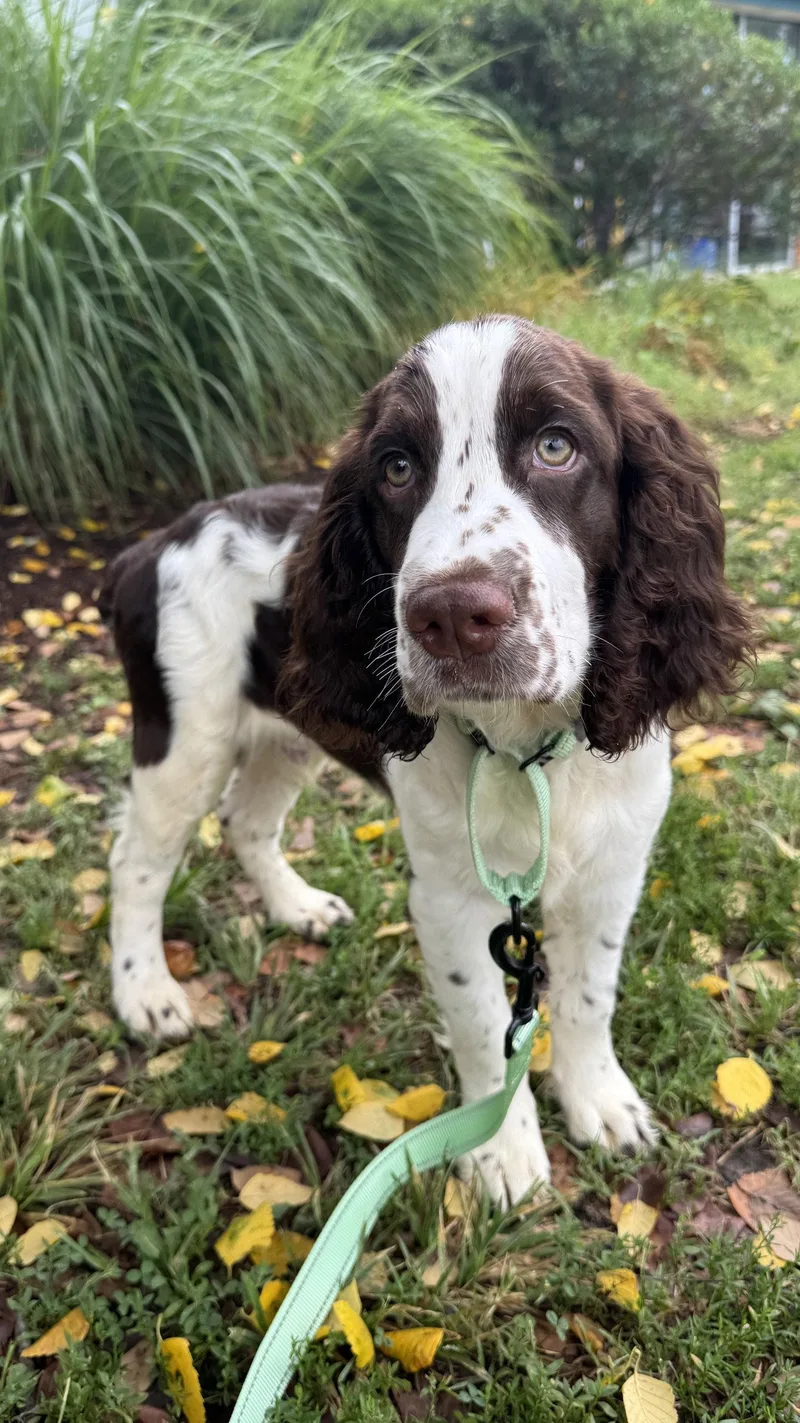 A baby medium-sized male English Springer Spaniel dog named Gregory for adoption in Columbia, MD