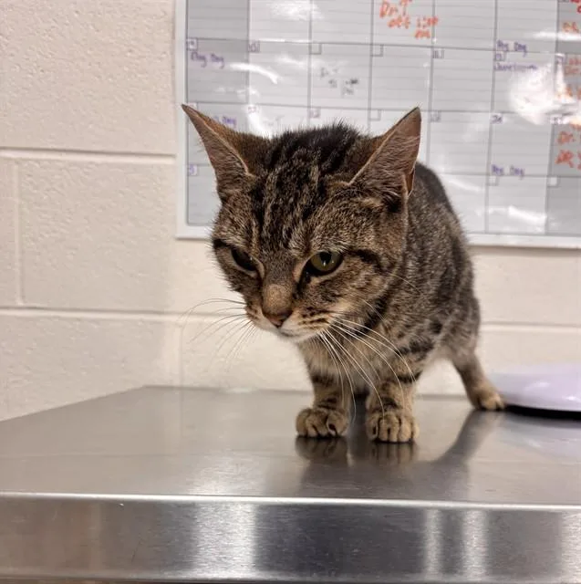 A young small-sized female Domestic Short Hair cat named Shortcake for adoption in Upper Marlboro, MD